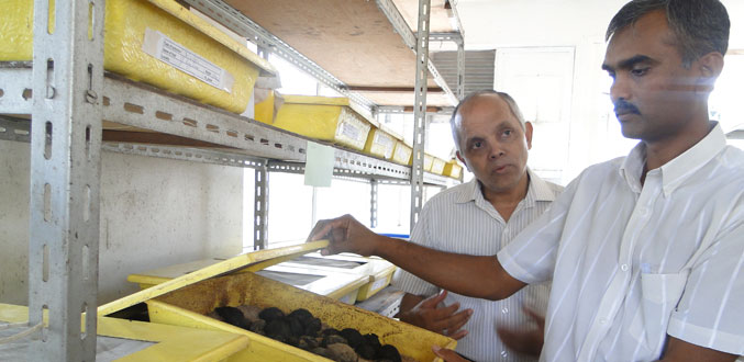 A Réduit : Les entomologistes mauriciens préparent une guerre contre la mouche de fruits