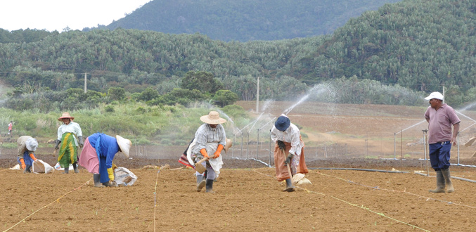 Les champs humides de Cluny transformés en rizière