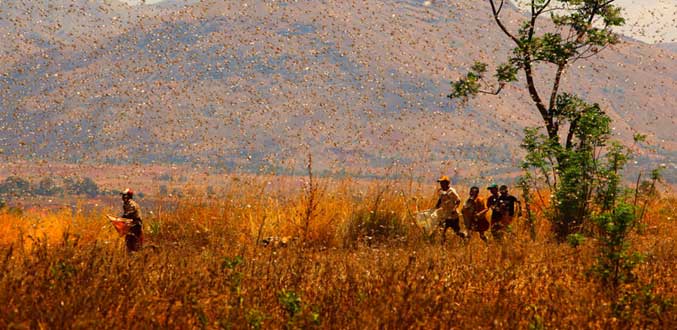 Menace d''invasion de criquets dans le Sud malgache