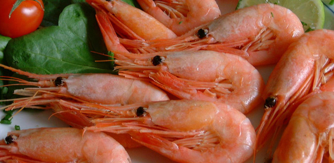 Le Mozambique suspend ses exportations de crevettes en raison d''une maladie