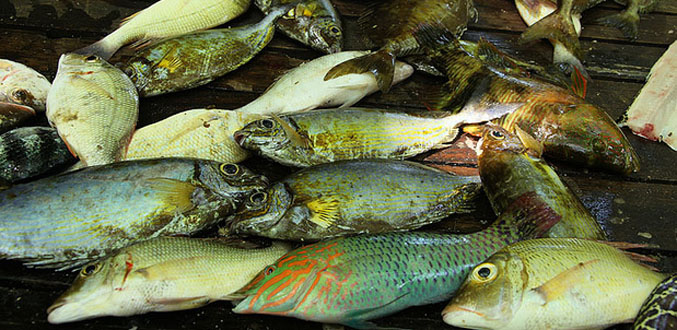 FAO : Les Seychelles rappellent les mesures prises en faveur de la pêche artisanale