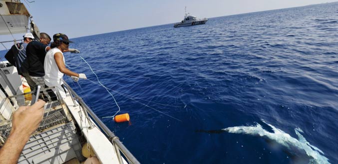 Réunion : Thierry Robert lance une chasse au requin illégale