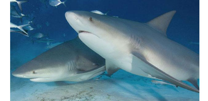 Les requins seront pêchés pour analyses à La Réunion