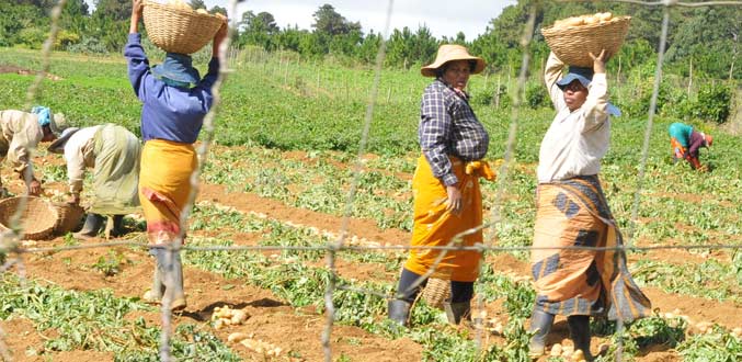 Proposition budgétaire : la Small Planters Association souhaite le décaissement de Rs 100 millions