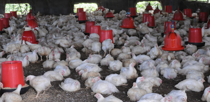 Exportation du poulet : l’Afrique et l’Europe ciblées par Maurice