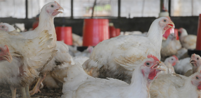 Tensions autour de l’élevage de poulet du maire à Allybocus Solférino