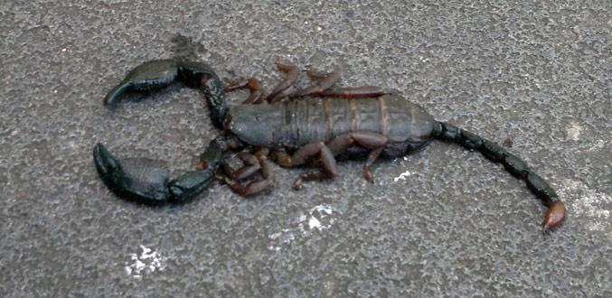Un scorpion de douze centimètres retrouvé dans le port