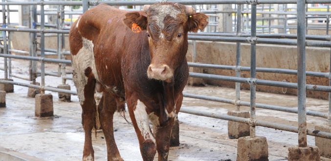 Un boucher tué par un bœuf :  Le ministère du Travail poursuit la Meat Authority