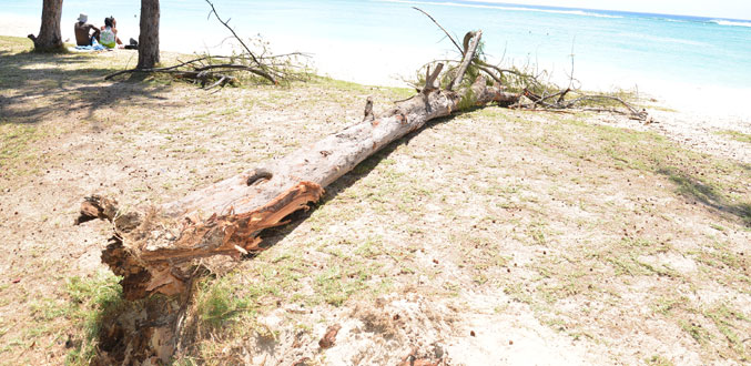 Flic-en-Flac : la chute d''un arbre sur la plage blesse grièvement une séxagénaire