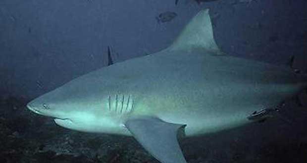 La Réunion : Une jeune dévorée par le requin barbotait à un mètre du bord 