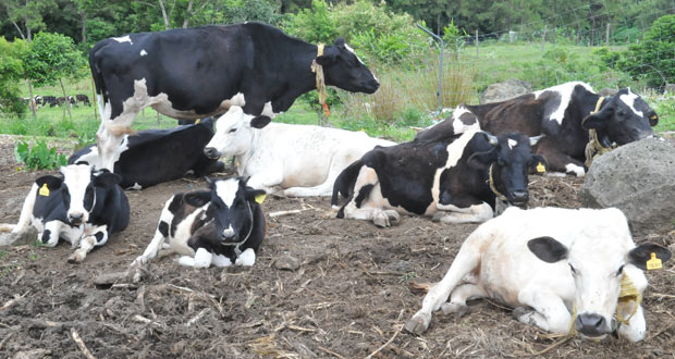 Bœufs : le prix de vente à environ Rs 140 le kilo suscite la polémique
