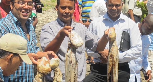 Ourites à Rodrigues : bilan positif grâce à la fermeture de la pêche