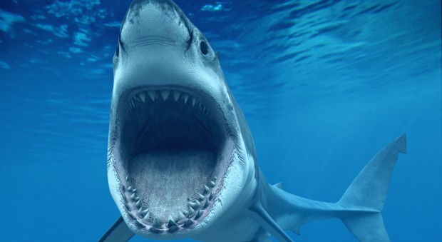 Poste-de-Flacq: buffet à volonté pour les requins ?