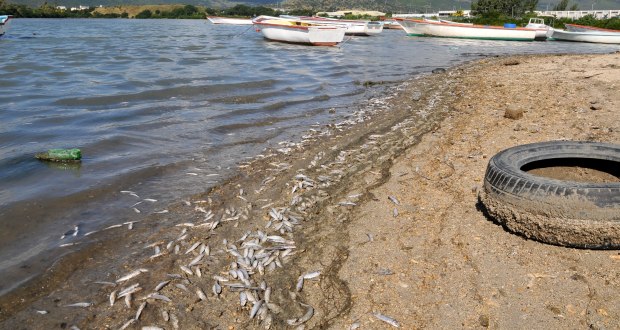 Des centaines de sardines retrouvées mortes à Poudre-d’Or