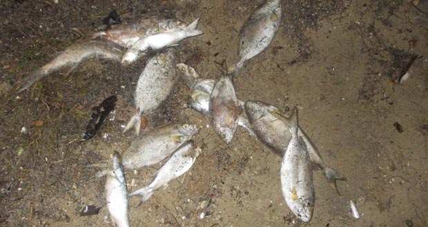 Mystère autour de poissons morts sur la plage de Case-Noyale