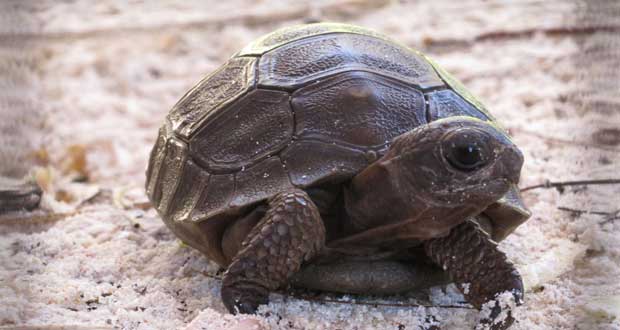 Faune: le jardin de Pamplemousses vend 11 bébés tortues
