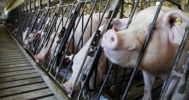 La France interdit les produits porcins américains