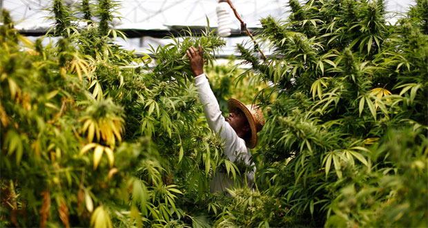 La Jamaïque dépénalise la possession de marijuana