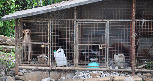 Maltraitance: sanctionné pour avoir gardé ses chiens dans des cages exiguës