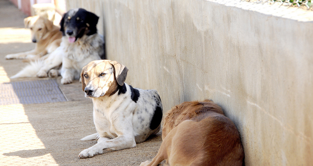 Stérilisation: Rs 3 millions pour les chiens errants