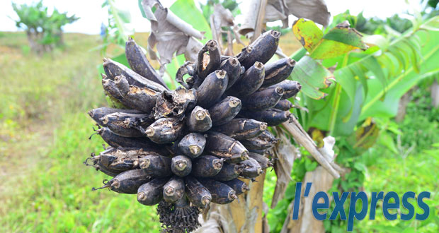 Maladie inconnue dans l’Est: des planteurs s’échinent à sauver leurs bananeraies