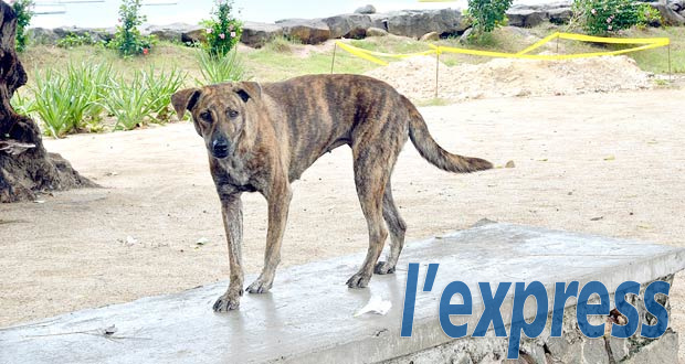 Euthanasier les chiens «de plage»: les ONG montrent les crocs