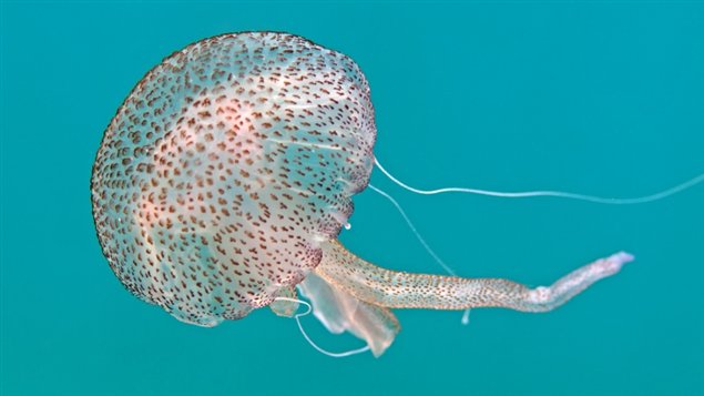 Près de 1.500 nouvelles créatures identifiées dans les océans