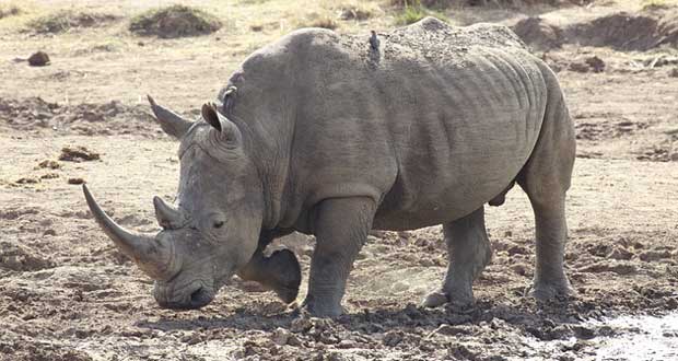 Les rhinocéros Ella et Benjamin, nouvelles attractions du safari de Casela
