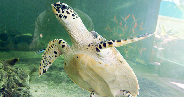 Commerce illicite: il libère une tortue achetée à un braconnier à Rs 2 500
