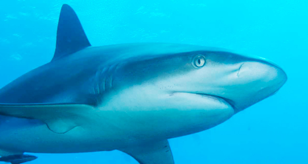 Voile : Attaques de requins - Peu de raisons de s’alarmer