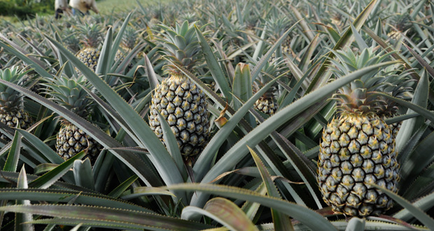 Taux élevé d’hormone mûrissante dans des ananas: Maurice épinglée par l’UE