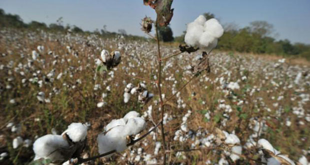 Syrie: les fabricants de vêtements commencent à se méfier du coton "made in Daech"