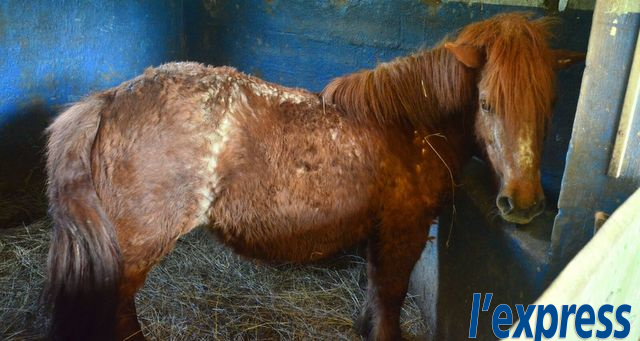 [Vidéo] Maltraitance alléguée de chevaux: «Pas malades, juste vieux», dit la SIC 
