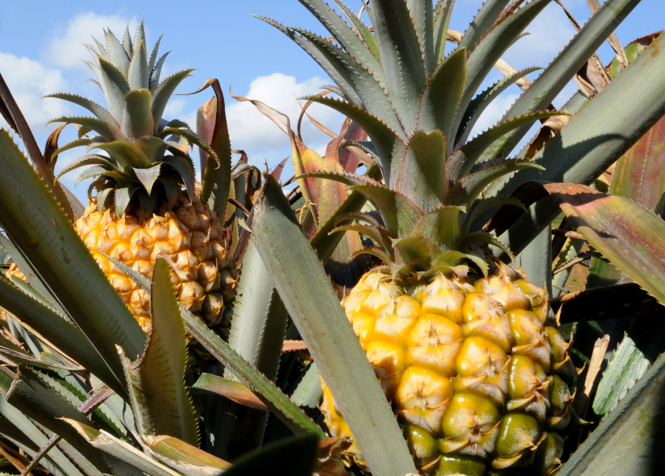 Les ananas Victoria menacés par un mystérieux virus