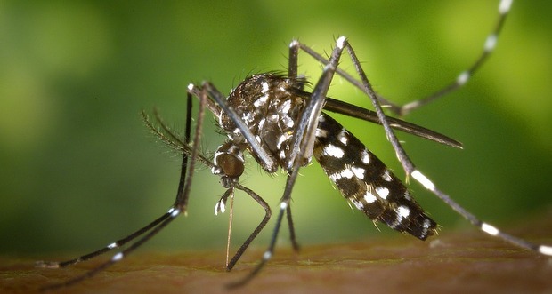 Dengue: un cas détecté à Port-Louis