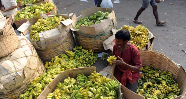 Inde: un voleur contraint de manger 40 bananes pour restituer le bijou qu'il avait ingéré