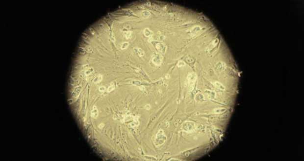 Grande-Bretagne: des scientifiques autorisés à manipuler des embryons humains