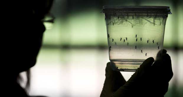 Zika: 583 cas de microcéphalie confirmés au Brésil
