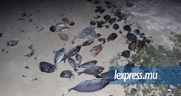Poissons morts retrouvés à Calodyne: des pêcheurs mis en cause