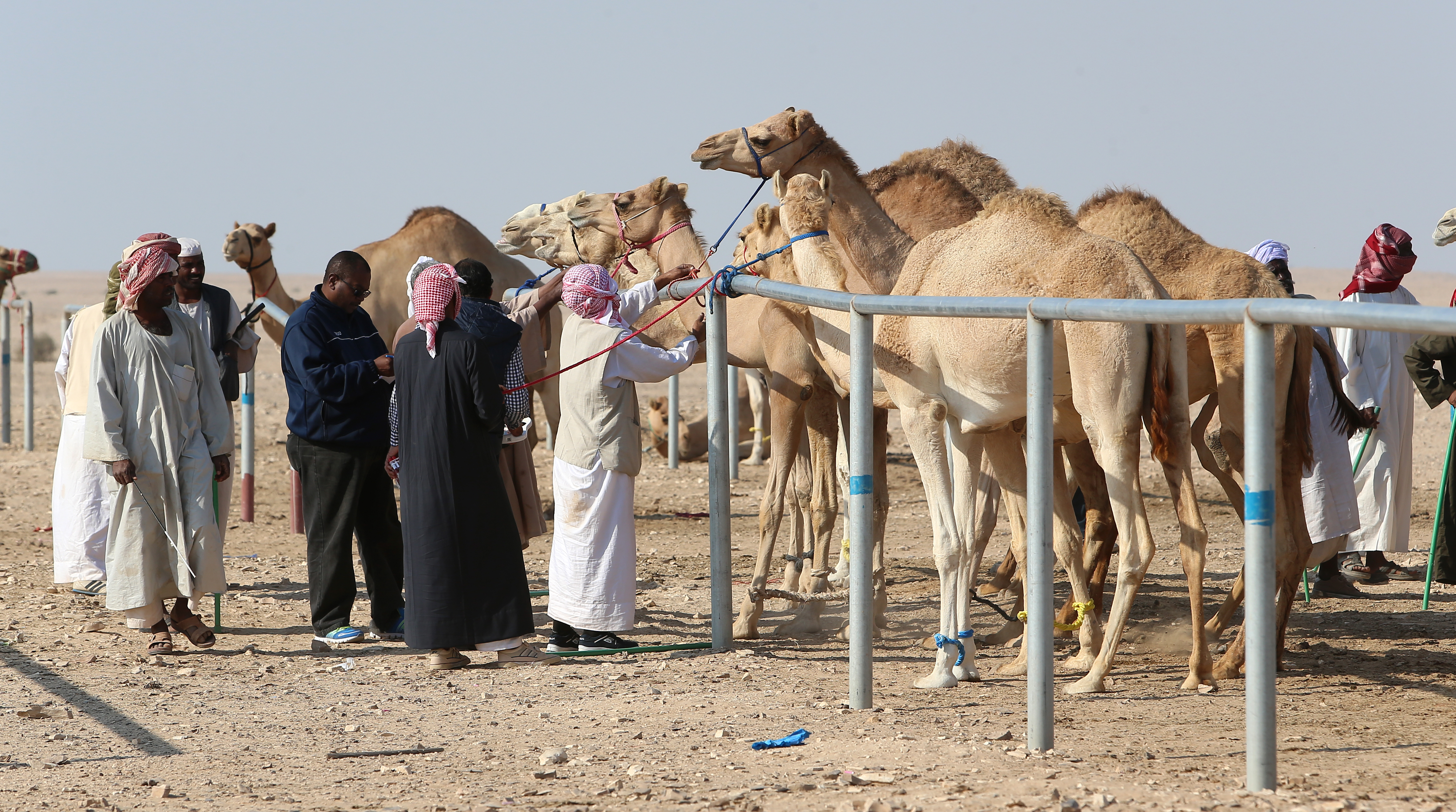 Au Qatar, des chameaux graines de champions
