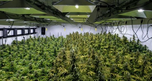 «Made in Washington», la marijuana se cultive à deux pas du pouvoir américain
