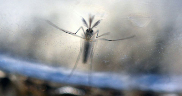 Espagne: premier cas détecté de microcéphalie associée au virus Zika