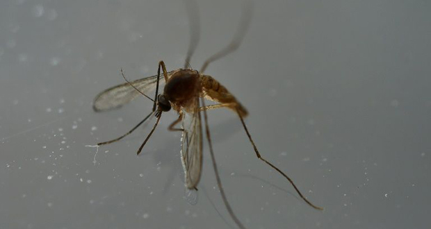 Après l'Amérique latine, le virus Zika contamine un pays africain
