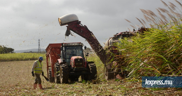 Hausse du cours mondial du sucre: les planteurs respirent