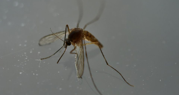 Zika: deux vaccins efficaces chez la souris, espoir pour l’Homme