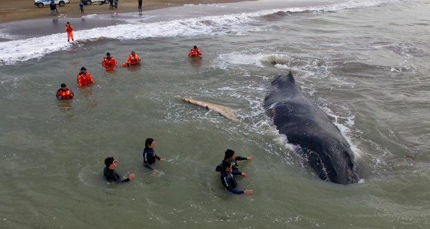 Une baleine échouée depuis 24 heures sur la côte argentine secourue avec succès