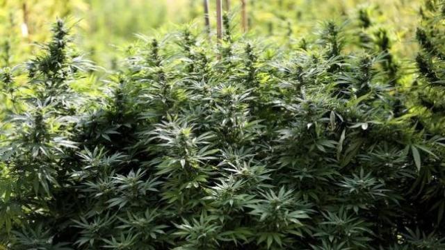 Le Parlement italien ouvre le débat sur la légalisation du cannabis