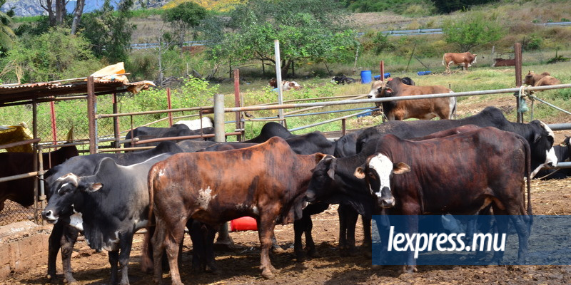 Fièvre aphteuse: 235 têtes de bétail bloquées et 44 kilos de viande saisis