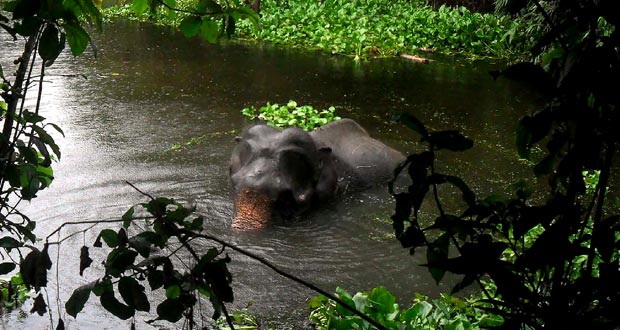 Bangladesh: un éléphant en détresse secouru après avoir parcouru 1.000 km
