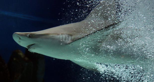 Les requins du Groenland pourraient vivre jusqu'à 400 ans